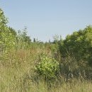 Chemin dans la pépinière, sud de la cense de Dombrie