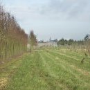 Chemin dans la pépinière, sud de la cense de Dombrie