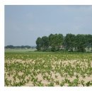 Les Sarts - Chemin des petits Bois