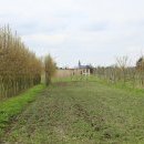 Chemin dans la pépinière, sud de la cense de Dombrie