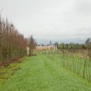 Chemin dans la pépinière, sud de la cense de Dombrie